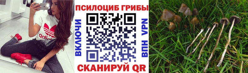 Псилоцибиновые грибы прущие грибы  Подпорожье 